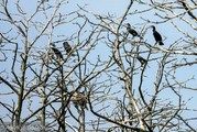 Ptaki siedzące na drzewie