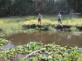 Zabiegi ochronne w obszarze Natura 2000 Barłożnia Wolsztyńska związane z ratowaniem strzebli błotnej