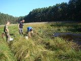 Zabiegi ochronne w obszarze Natura 2000 Barłożnia Wolsztyńska związane z ratowaniem strzebli błotnej