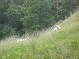 Wypas kóz i owiec na terenie rezerwatu przyrody Kwidzyńskie Ostnice