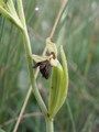 dwulistnik muszy (Ophrys insectifera) / Autor: bernd gliwa (Praca własna) [<a href='http://creativecommons.org/licenses/by-sa/2.5'>CC BY-SA 2.5</a>], <a href='https://commons.wikimedia.org/wiki/File%3AOphrys_insectifera_060705.jpg'>Wikimedia Commons</a>