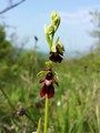 dwulistnik muszy (Ophrys insectifera) / Autor: Stefan.lefnaer (Praca własna) [<a href='http://creativecommons.org/licenses/by-sa/3.0/at/deed.en'>CC BY-SA 3.0 at</a>], <a href='https://commons.wikimedia.org/wiki/File%3AOphrys_insectifera_subsp._insectifera_sl7.jpg'>Wikimedia Commons</a>