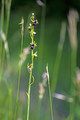 dwulistnik muszy (Ophrys insectifera)