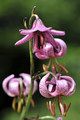 Lilia złotogłów (Lilium martagon) / iStockphoto.com/maxhomand