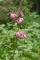 Lilia złotogłów (Lilium martagon) 