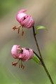 Lilia złotogłów (Lilium martagon) / iStockphoto.com/gegeonline