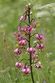 Lilia złotogłów (Lilium martagon) / iStockphoto.com/Giorgio Perbellini