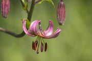 Lilia złotogłów (Lilium martagon) / iStockphoto.com/Wim Verhagen