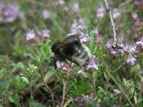 macierzanka piaskowa (Thymus serpyllum) / Emilia Bylicka