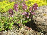 macierzanka zwyczajna (Thymus pulegioides) / Autor: LuckyLion (Praca własna) [<a href='http://www.gnu.org/copyleft/fdl.html'>GFDL</a> lub <a href='http://creativecommons.org/licenses/by/3.0'>CC BY 3.0</a>], <a href='https://commons.wikimedia.org/wiki/File%3AThymus_pulegioides.jpg'>Wikimedia Commons</a>