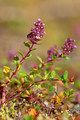 macierzanka zwyczajna (Thymus pulegioides) / Autor: Andreas Trepte (Praca własna) [<a href='http://creativecommons.org/licenses/by-sa/2.5'>CC BY-SA 2.5</a>], <a href='https://commons.wikimedia.org/wiki/File%3ABreitbl%C3%A4ttrige_Thymian_(Thymus_pulegioides)-1.jpg'>Wikimedia Commons</a>