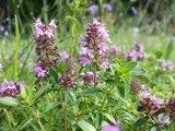 macierzanka zwyczajna (Thymus pulegioides) / Autor: Stefan.lefnaer (Praca własna) [<a href='http://creativecommons.org/licenses/by-sa/4.0'>CC BY-SA 4.0</a>], <a href='https://commons.wikimedia.org/wiki/File%3AThymus_pulegioides_subsp._pulegioides_sl2.jpg'>Wikimedia Commons</a>