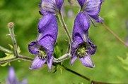 Tojad wiechowaty (Aconitum degenii)/Autor: Enrico Blasutto (Praca własna) [<a href='http://creativecommons.org/licenses/by-sa/3.0'>CC BY-SA 3.0</a> lub <a href='http://www.gnu.org/copyleft/fdl.html'>GFDL</a>], <a href='https://commons.wikimedia.org/wiki/File%3AAconitum_degeni_ENBLA01.JPG'>Wikimedia Commons</a>