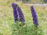 Tojad mocny (Aconitum firmum)