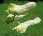 Tojad lisi (Aconitum lycoctonum)