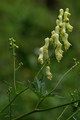 Tojad lisi (Aconitum lycoctonum)