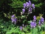 Tojad wiechowaty (Aconitum degenii)/Autor: Boris Gaberšček [<a href='http://creativecommons.org/licenses/by-sa/2.5'>CC BY-SA 2.5</a>], <a href='https://commons.wikimedia.org/wiki/File%3AAconitum_degenii.jpg'>Wikimedia Commons</a>