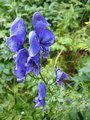 Tojad mocny (Aconitum firmum)/Autor: Michal Klajban (Praca własna) [<a href='http://creativecommons.org/licenses/by-sa/3.0'>CC BY-SA 3.0</a>], <a href='https://commons.wikimedia.org/wiki/File%3AOm%C4%9Bj_tuh%C3%BD_(Aconitum_firmum).jpg'>Wikimedia Commons</a>