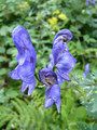 Tojad mocny (Aconitum firmum)