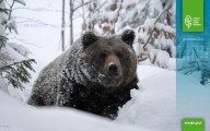 Niedźwiedź Ursus arctos. Samice niedźwiedzia brunatnego do snu przygotowują się wcześniej. Jest to związane z tym, że w czasie zimy rodzą młode. Sen niedźwiedzia może być przerwany także z innych powodów, np. pod wpływem wahań temperatury wybudzają się ze snu, ale najczęściej zasypiają ponownie, gdy tylko zaczyna być chłodniej. Niedźwiedziom przeszkadza również w spaniu hałas. / Fot. A. Tabor 