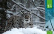 Ryś Lynx lynx. Ten największy z polskich kotowatych jest gatunkiem terytorialnym. Terytorium jednego osobnika może wynosić nawet 250 km2. Rysie są samotnikami, łączą się w pary tylko na okres godowy. Młode rysie pozostają z matką przez niespełna rok, by potem rozpocząć samotniczą wędrówkę w poszukiwaniu własnego terytorium. / Fot. A. Tabor 