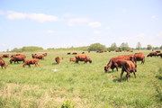 Przemkowski Park Krajobrazowy/Dolnośląski Zespół Parków Krajobrazowych