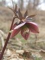 Ciemiernik czerwonawy albo purpurowy (Helleborus purpurascens)