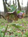 Ciemiernik czerwonawy albo purpurowy / Autor: Pipi69e (Praca własna) [Public domain], <a href='https://commons.wikimedia.org/wiki/File%3AHelleborus_purpurascens_20100404.jpg'>Wikimedia Commons</a>