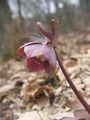 Ciemiernik czerwonawy albo purpurowy (Helleborus purpurascens)