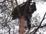 Ochrona puchacza Bubo bubo w lasach Nadleśnictwa Międzyrzecz 