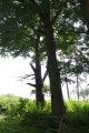 Zdjęcia z akcji 'drzewa Sobieskiego. Na odsiecz dębom, lipom i innym drzewom' / Fot. Bolesław Dydyk, gm. Lubaczów