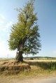 Zdjęcia z akcji 'drzewa Sobieskiego. Na odsiecz dębom, lipom i innym drzewom' / Fot. Marek Zwolenik, Falkowa