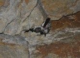 Nietoperz w nieczynnym kamieniołomie komorowym w Bochotnicy